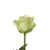 A single green rose is shown on the white background.