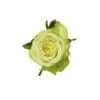 A single green rose with leaves on it.