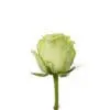 A single green rose with leaves on it.