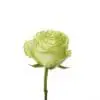 A single green rose is shown on the white background.