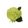 A green rose with leaves on it.