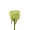 A single green rose is shown on a white background.