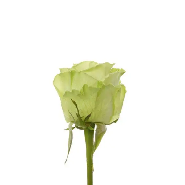 A single green rose is shown on a white background.