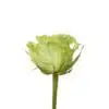 A green rose is shown in this picture.