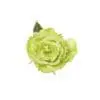 A green rose with leaves on it.