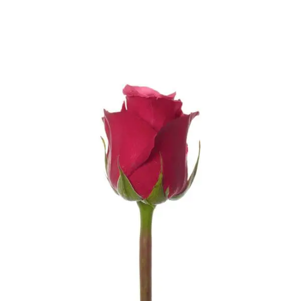 A single red rose with green stems and leaves.