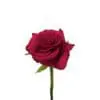 A red rose is shown on a white background.