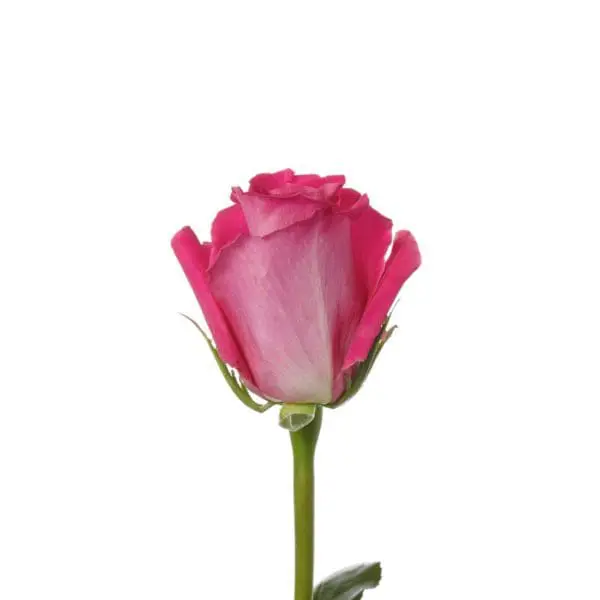 A pink rose is shown with the stem bent.