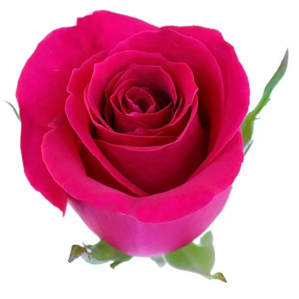 A close up of a pink rose on a white background