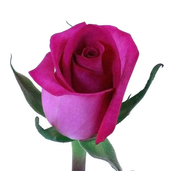 A pink rose with green leaves on it.