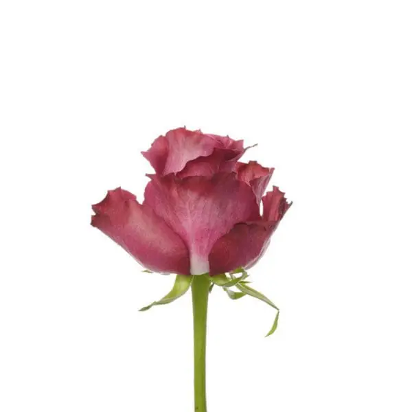 A single pink rose with green stems and leaves.