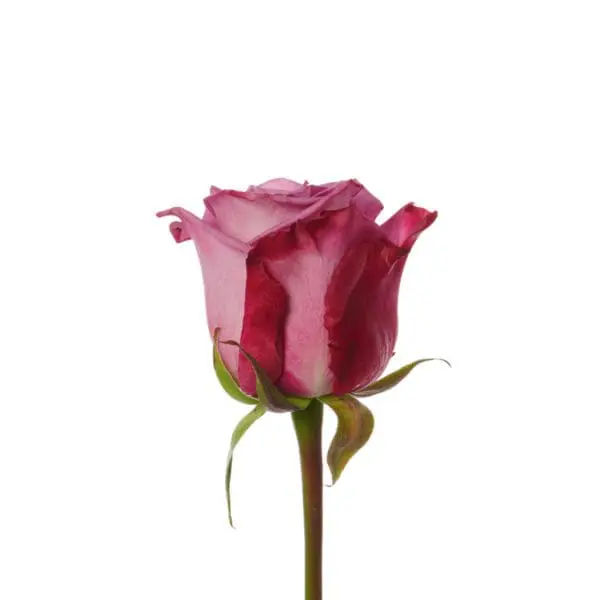 A single pink rose with green leaves on it.