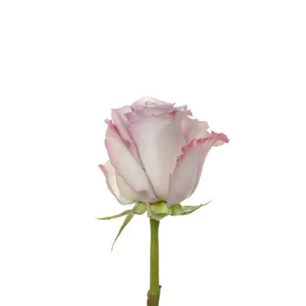 A single pink rose with green stems and leaves.