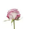 A pink and white rose with green stems.