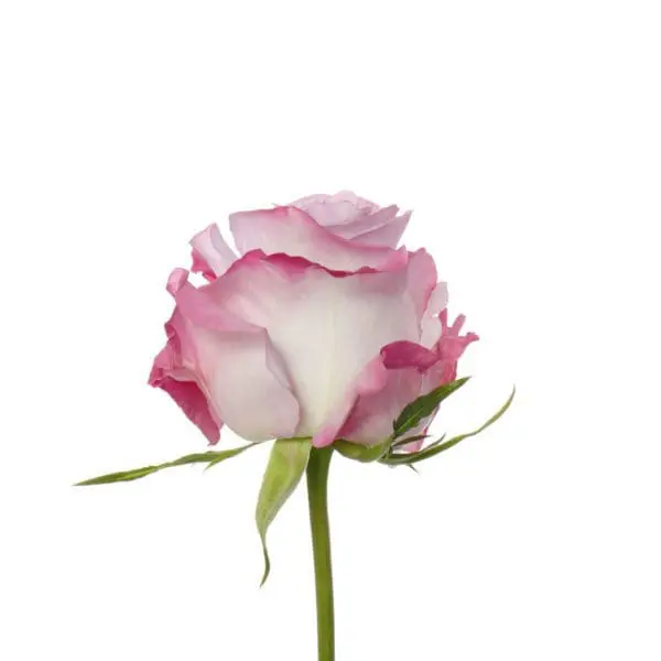 A pink and white rose with green stems.