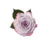 A pink rose with green leaves on top of it.