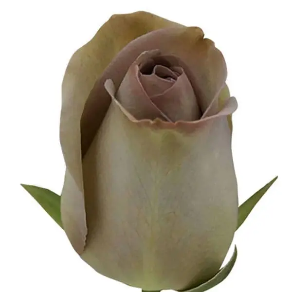 A single rose is shown in this image.