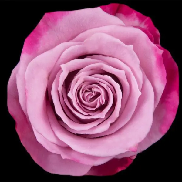 A close up of the center of a pink rose.