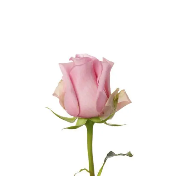 A pink rose is shown with the stem bent.