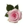 A pink rose with green leaves on a white background