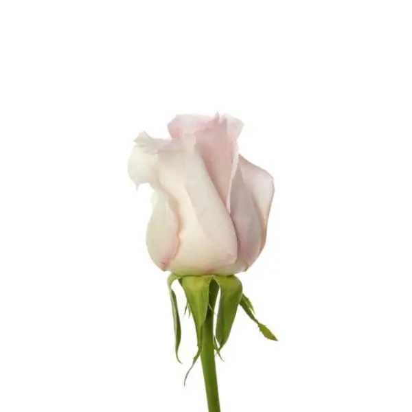 A single pink rose with green stems and leaves.