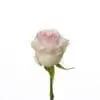 A single pink rose with green leaves on a white background