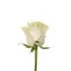 A white rose with green stems and leaves.