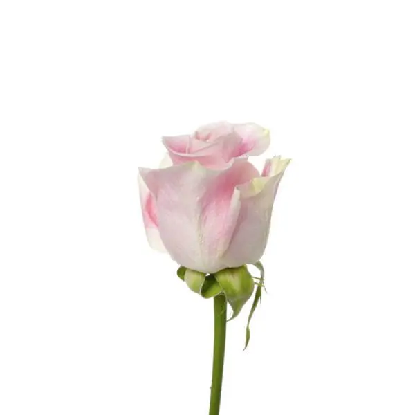 A single pink rose with green stems and leaves.