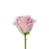 A pink rose is shown on a white background.