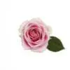 A pink rose with green leaves on a white background