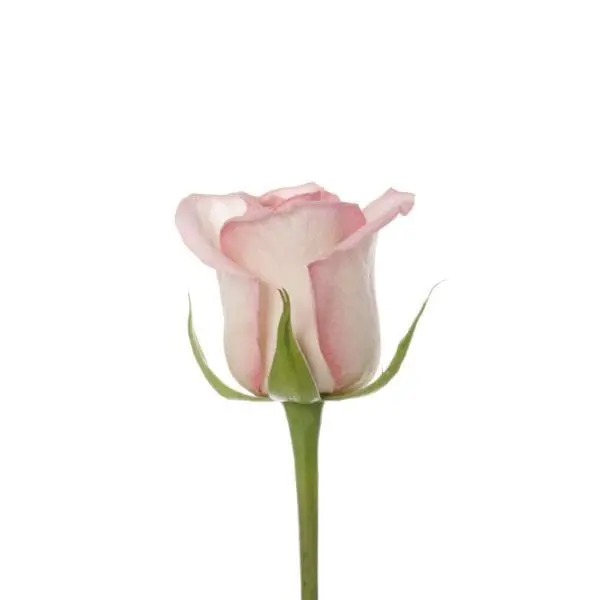 A pink rose with green stems and leaves.