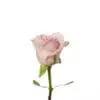 A single pink rose with leaves on it.