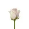 A single white rose with pink center and green stem.