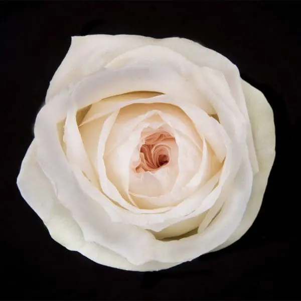 A white rose with pink center on black background.