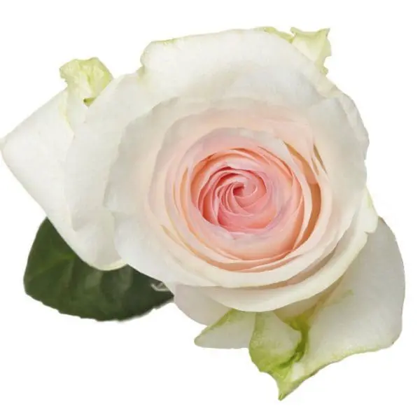 A white rose with pink center and green leaves.