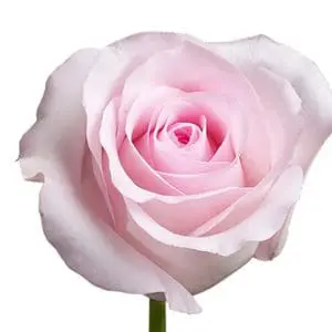 A pink rose is shown with the stem bent.