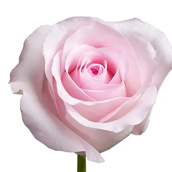 A pink rose is shown with the stem bent.