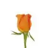 A single orange rose with green stems and leaves.