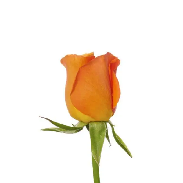 A single orange rose with green stems and leaves.