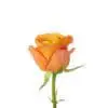 A single orange rose with green stems and leaves.