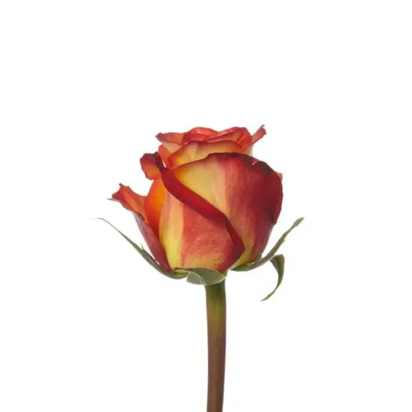 A single red and yellow rose with green stems.