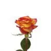 A single rose with yellow and red petals.