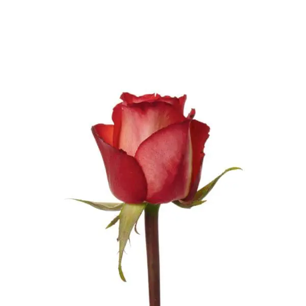 A red rose is shown with green stems.