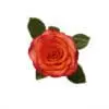 A red rose with green leaves on a white background