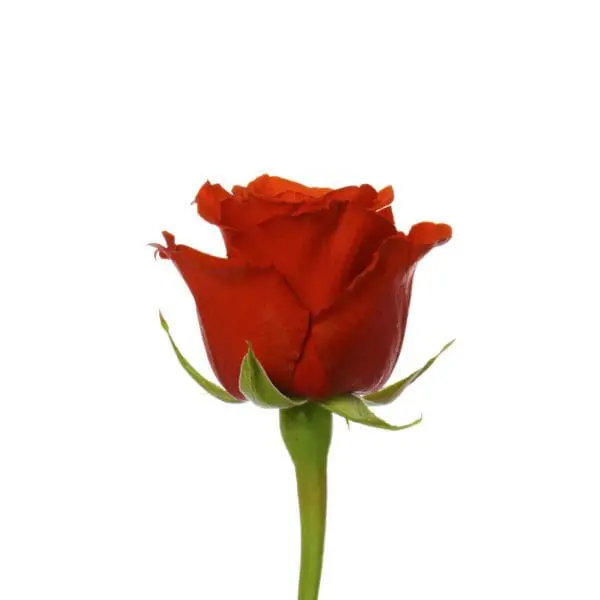 A single red rose with green stems and leaves.