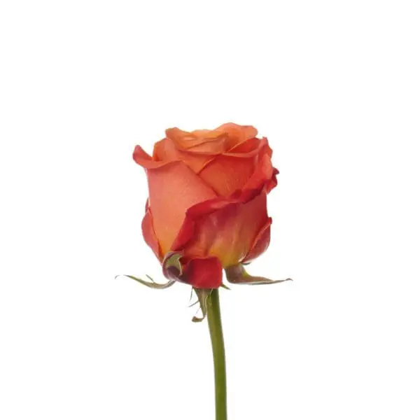 A single rose is shown in this picture.