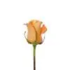 A single orange rose with green stems and leaves.