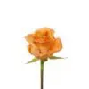 A single orange rose with green stems and leaves.