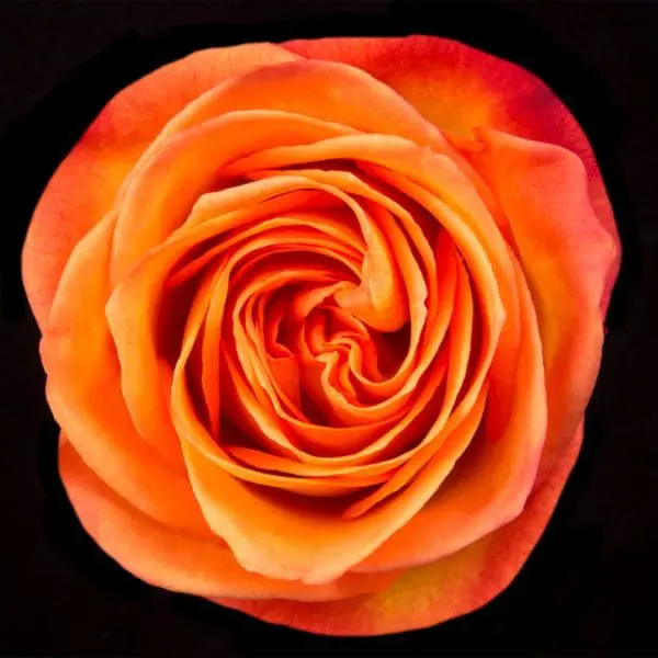 A close up of the center of an orange rose.