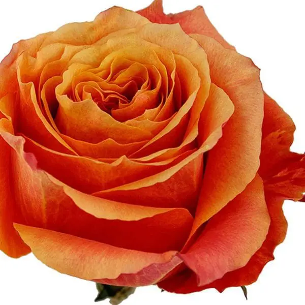 A close up of the center of an orange rose.